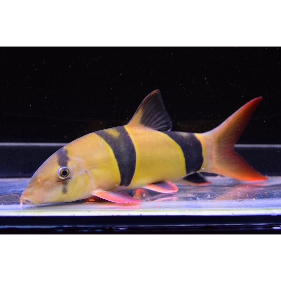 クラウンローチ cm Koi267 World Rivers Net 通販 Yahoo ショッピング