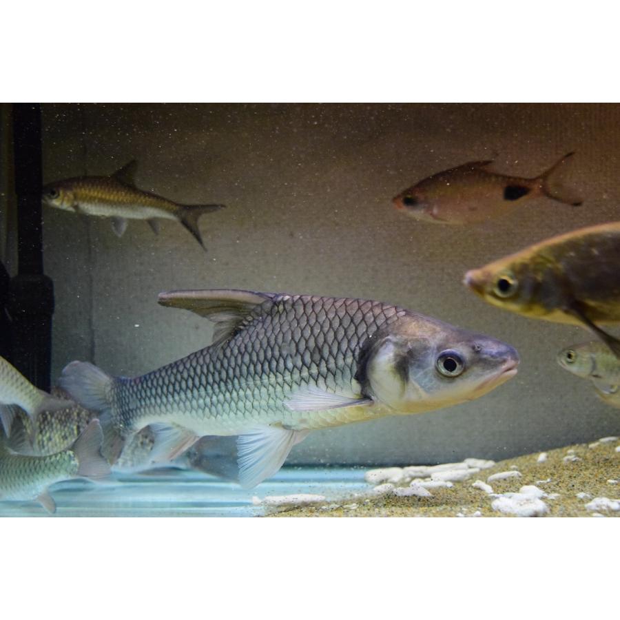 ソルジャーリバーバルブ　”タイ”　39cm