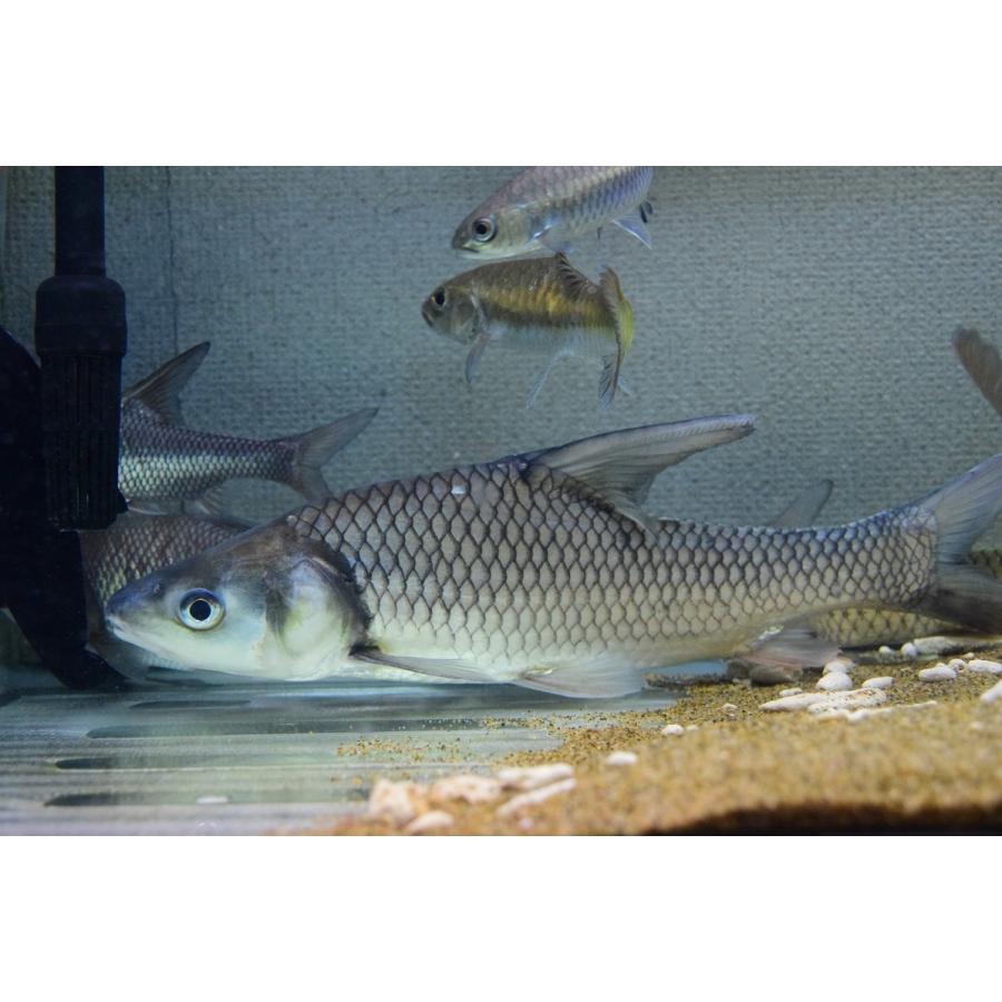 ソルジャーリバーバルブ　”タイ”　39cm 