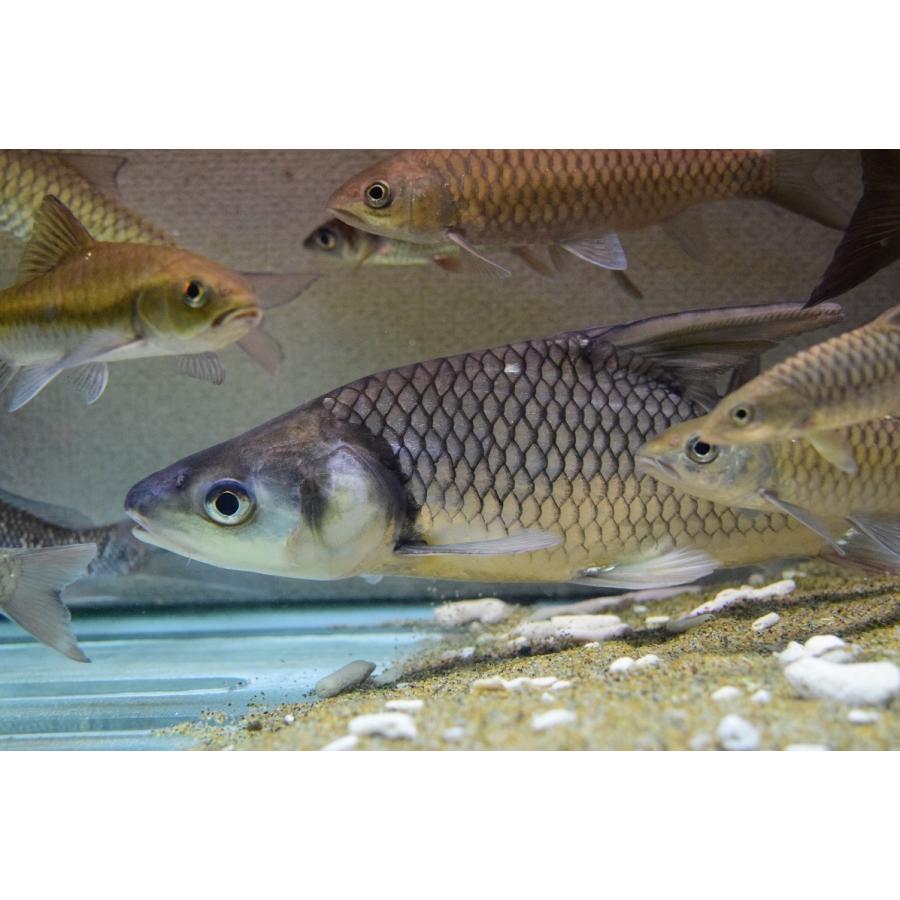 ソルジャーリバーバルブ　”タイ”　39cm 