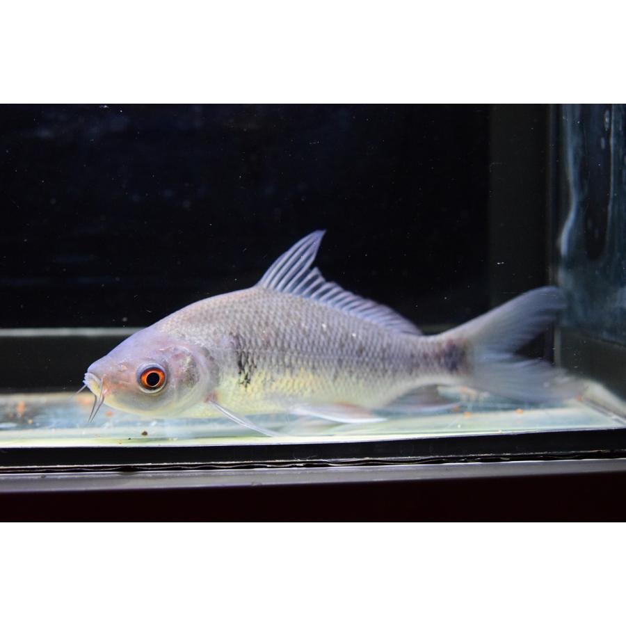 ジャイアントボニーリップバルブ ミャンマー 18 19cm Koi293 World Rivers Net 通販 Yahoo ショッピング