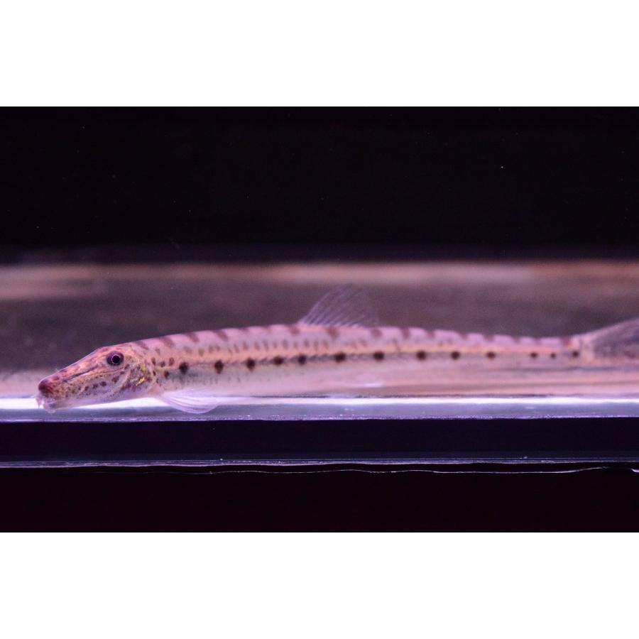 ホースフェイスローチ 10cm Koi30 World Rivers Net 通販 Yahoo ショッピング