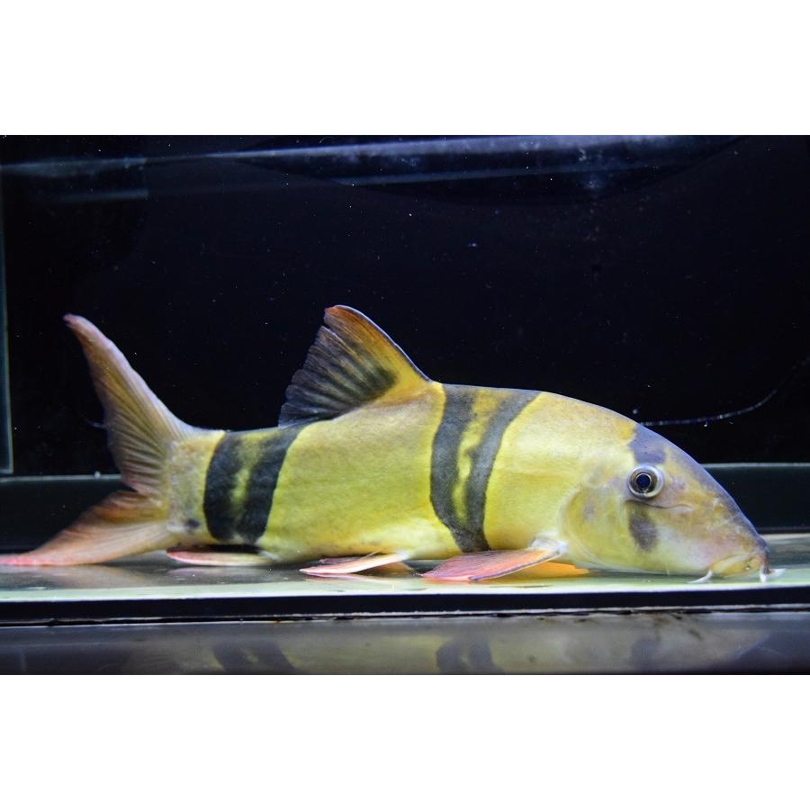 クラウンローチ 29cm Koi306 World Rivers Net 通販 Yahoo ショッピング