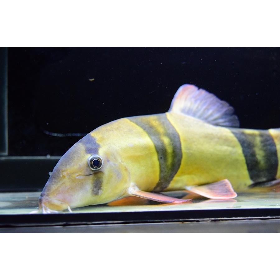 クラウンローチ 29cm Koi306 World Rivers Net 通販 Yahoo ショッピング