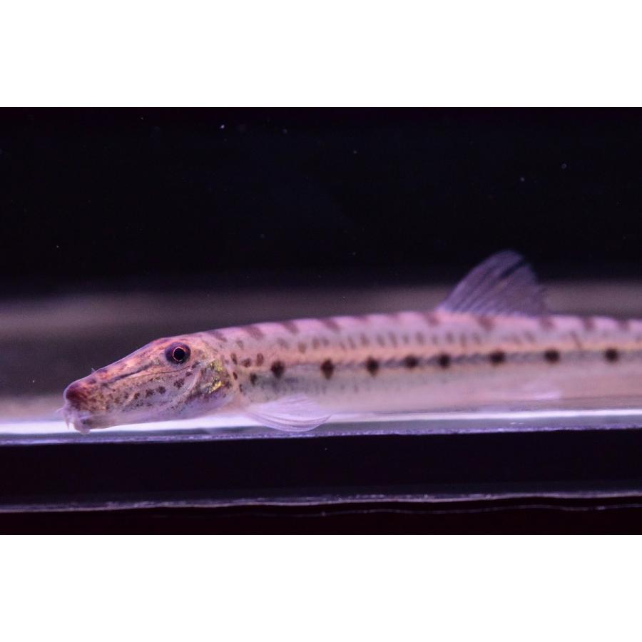 ホースフェイスローチ 10cm Koi30 World Rivers Net 通販 Yahoo ショッピング