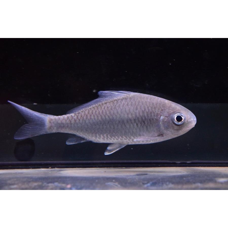 エンペラーキングフィッシュ インド 8cm Koi44 World Rivers Net 通販 Yahoo ショッピング