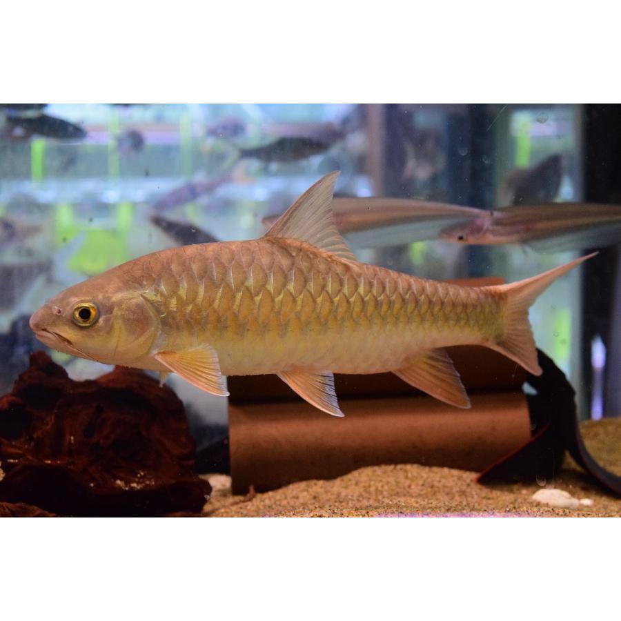 売約済】ドラドマハシール 30-31cm :koi82:WORLD RIVERS net - 通販 