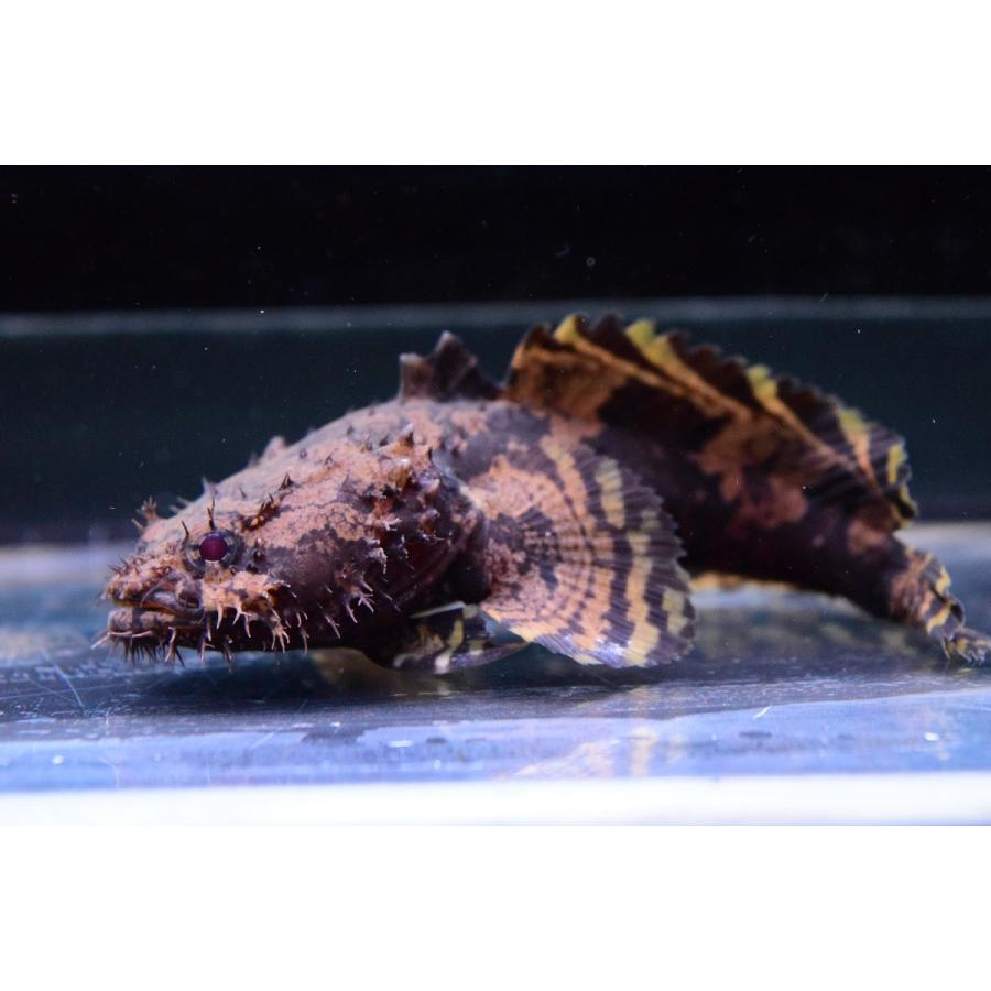 ライオンフィッシュ ベトナム 9 10cm Other101 World Rivers Net 通販 Yahoo ショッピング