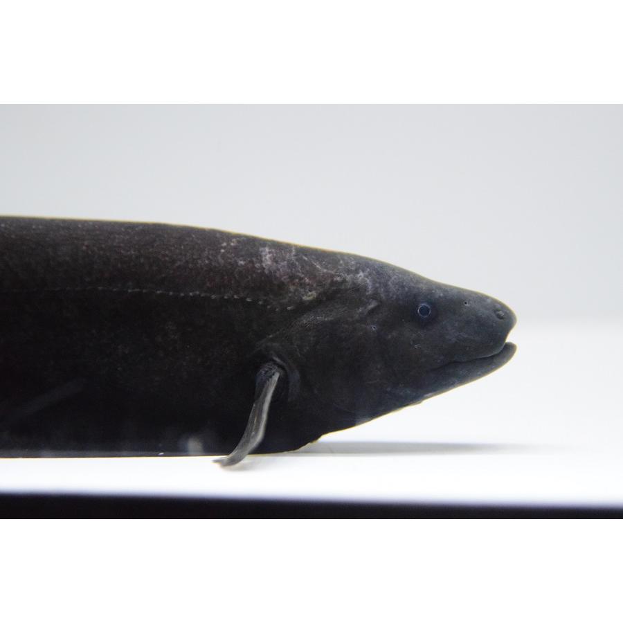 ドルフィンナイフフィッシュ　”ペルー”　23-24cm 