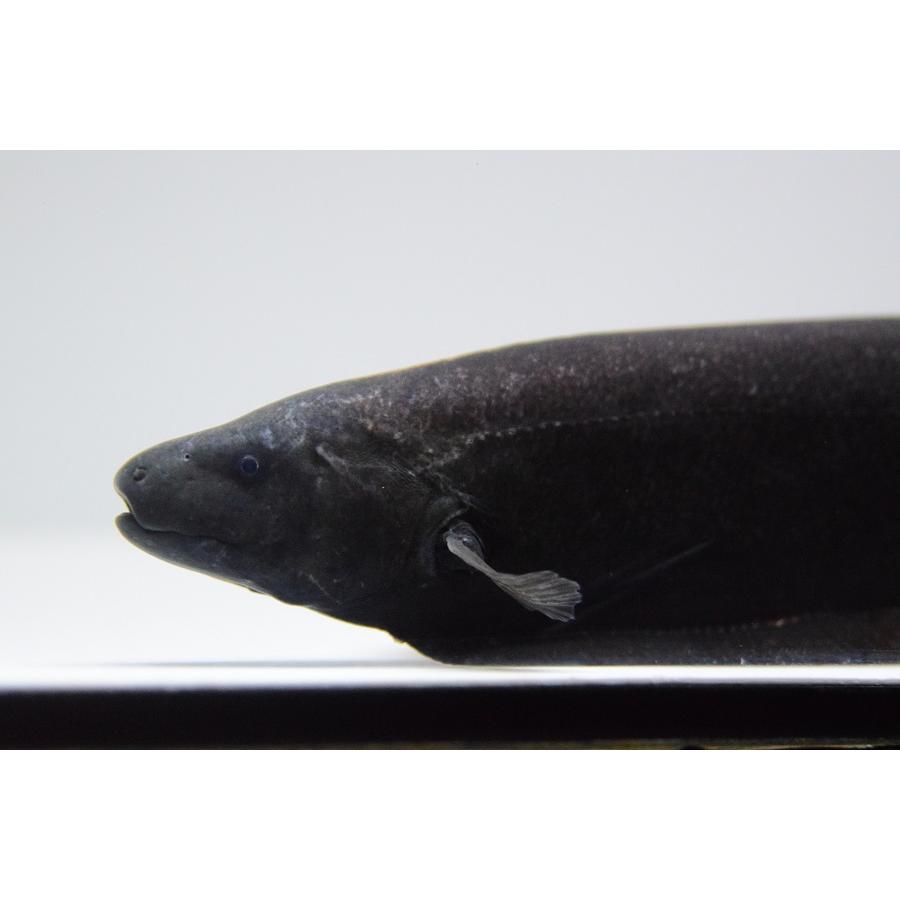 ドルフィンナイフフィッシュ　”ペルー”　23-24cm 