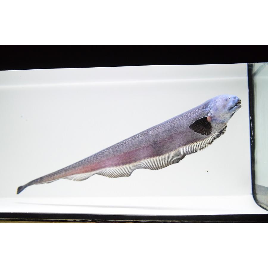 中古品 エクソドンナイフフィッシュ　”ペルー”　30cm 【F5781045032】(21060円)