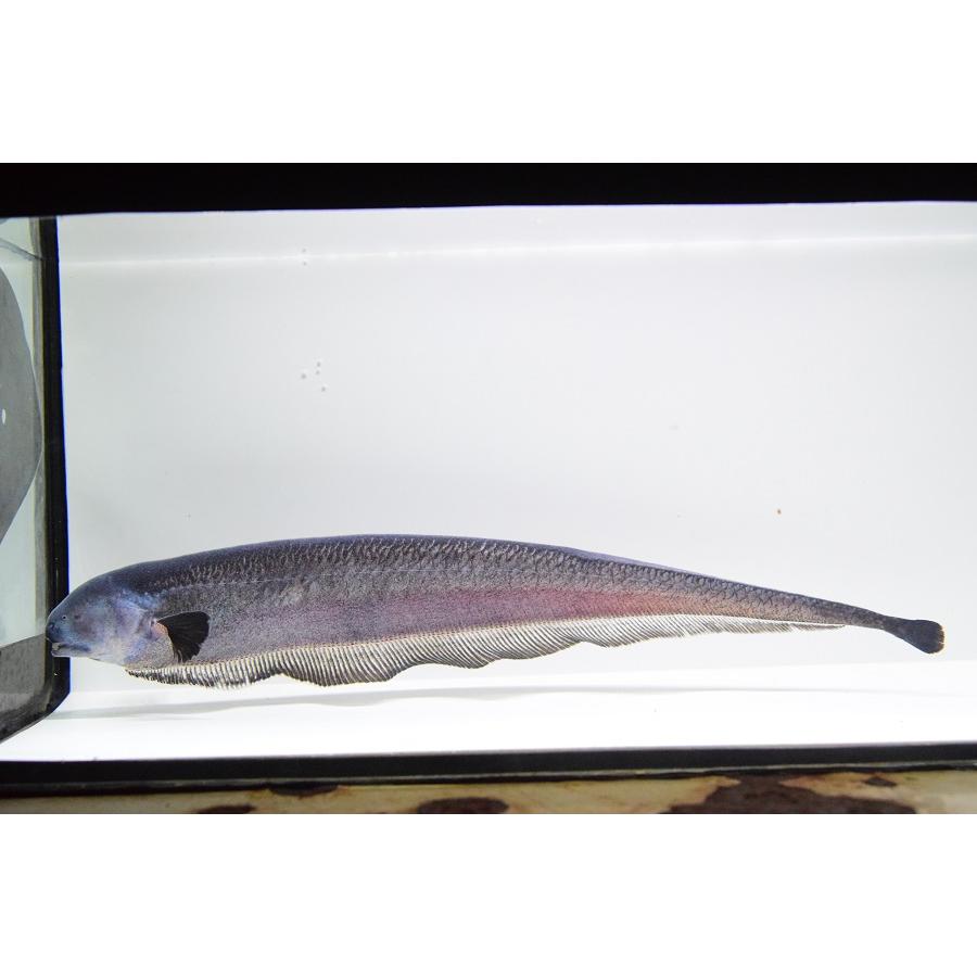 中古品 エクソドンナイフフィッシュ　”ペルー”　30cm 【F5781045032】(21060円)