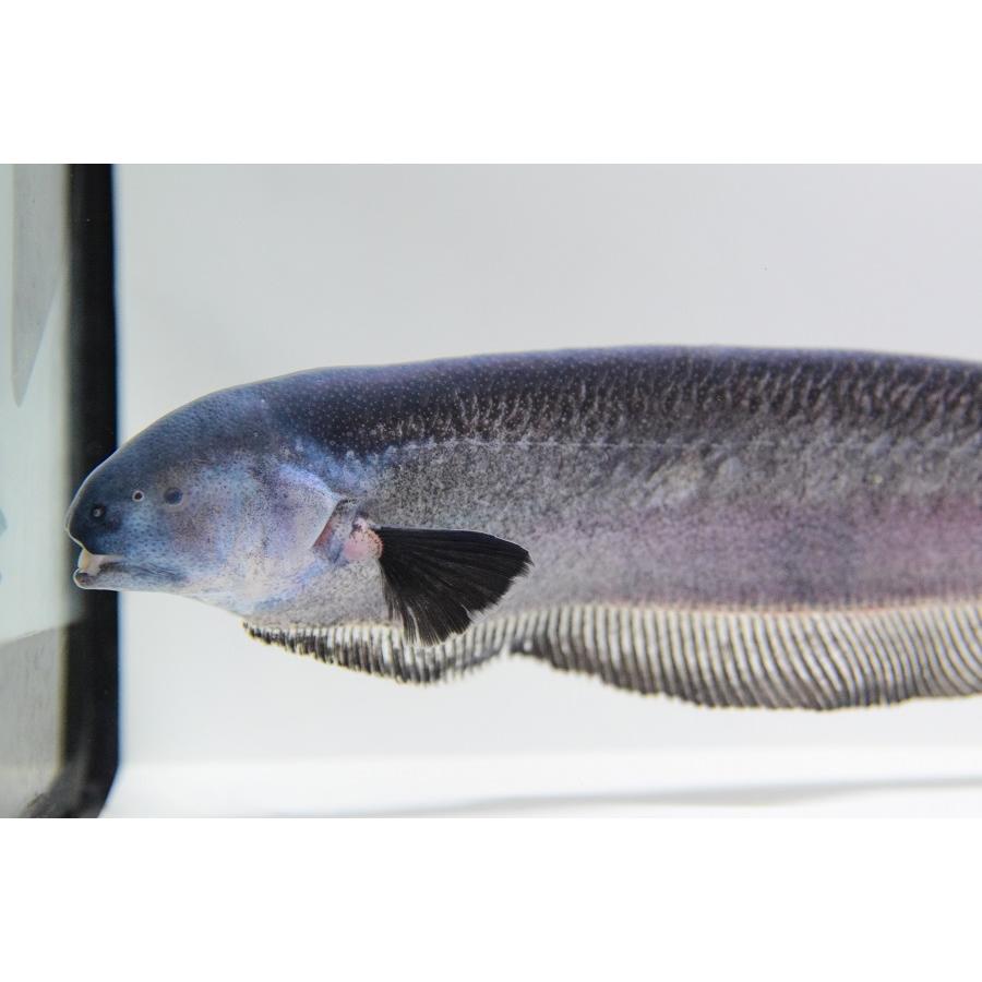 中古品 エクソドンナイフフィッシュ　”ペルー”　30cm 【F5781045032】(21060円)