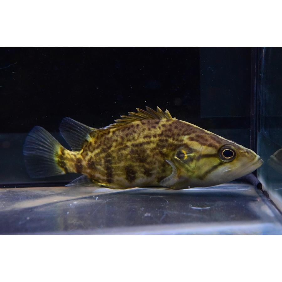 ナンシオヤニラミ 中国 12cm Other105 World Rivers Net 通販 Yahoo ショッピング