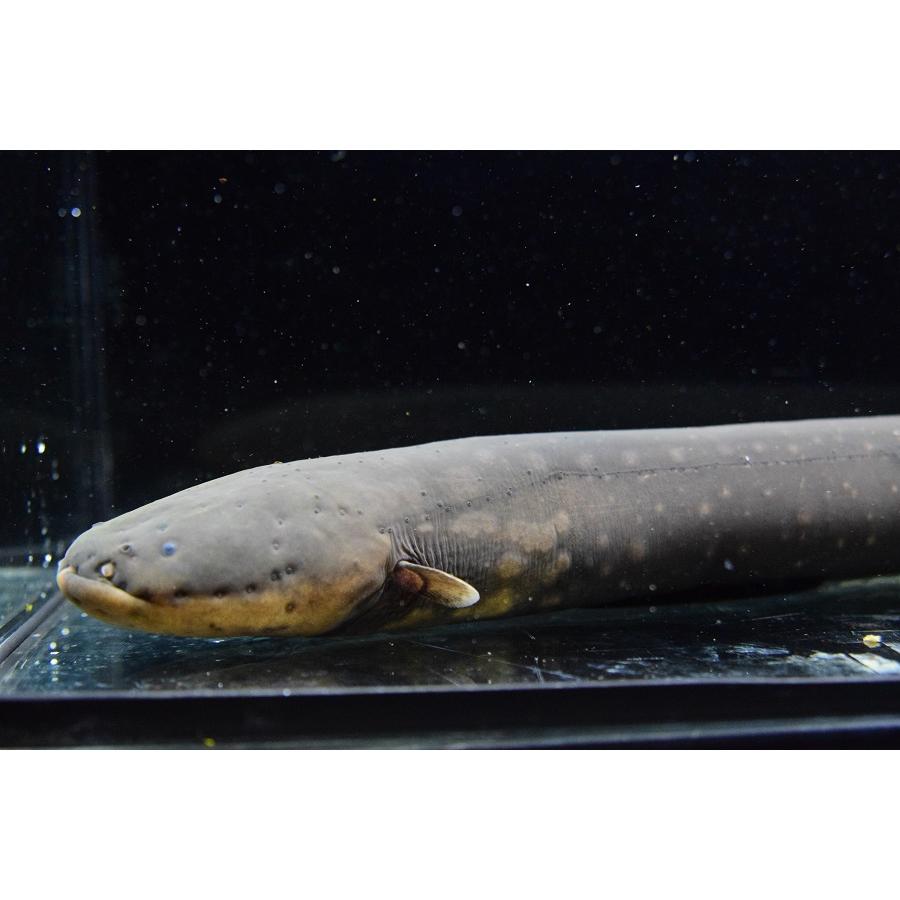 【公式】 デンキウナギ　”ペルー”　43cm 【O2716248721】(17340円)