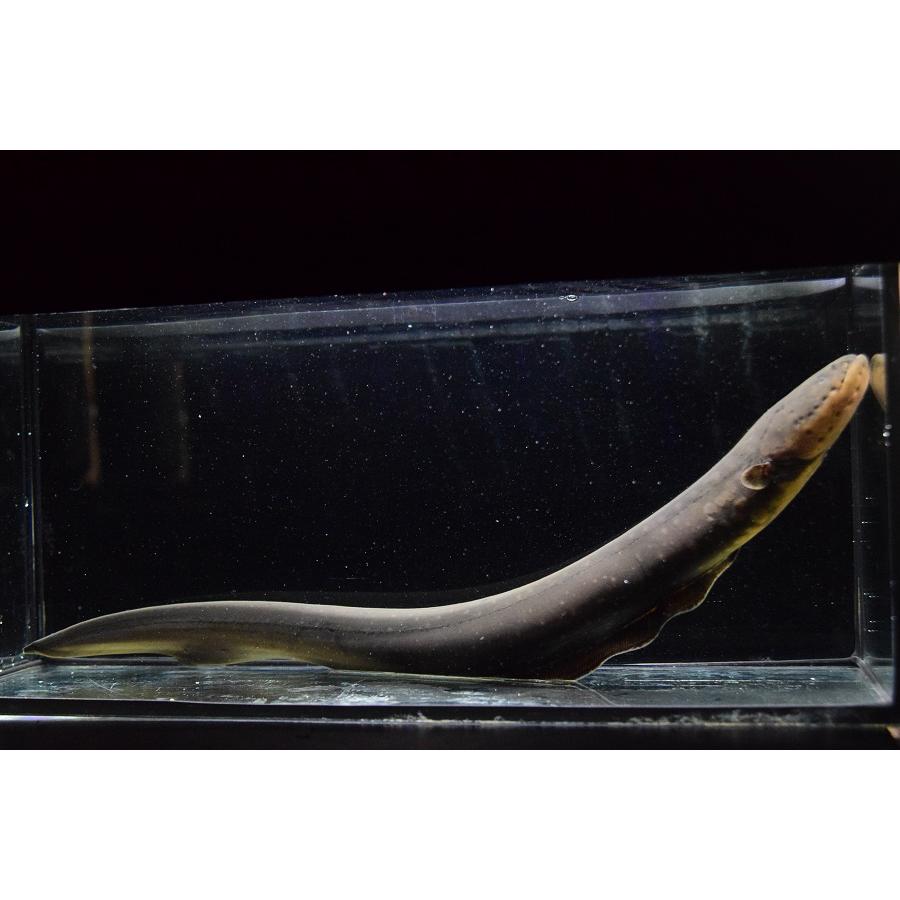 【公式】 デンキウナギ　”ペルー”　43cm 【O2716248721】(17340円)