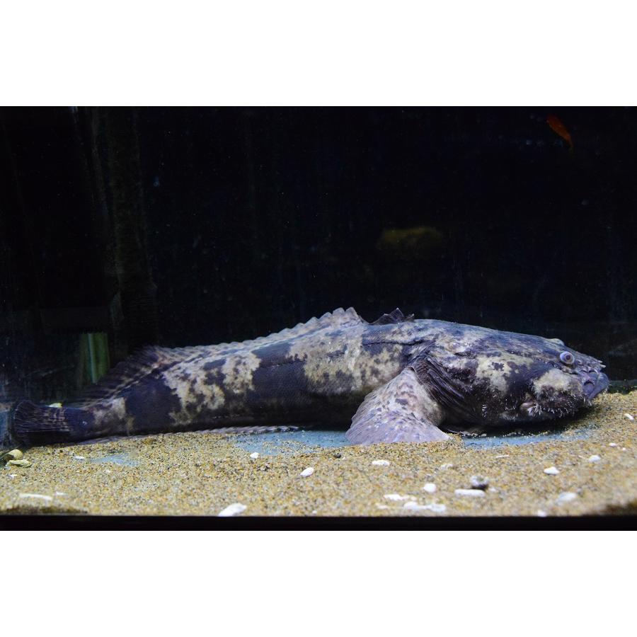 ブランド 南米淡水アンコウ　”ブラジル/グァマ川”　50cm 【EIM3190279241】(116220円)