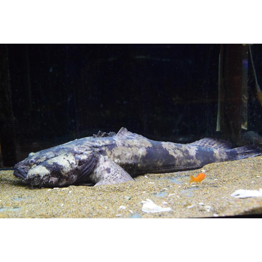 ブランド 南米淡水アンコウ　”ブラジル/グァマ川”　50cm 【EIM3190279241】(116220円)