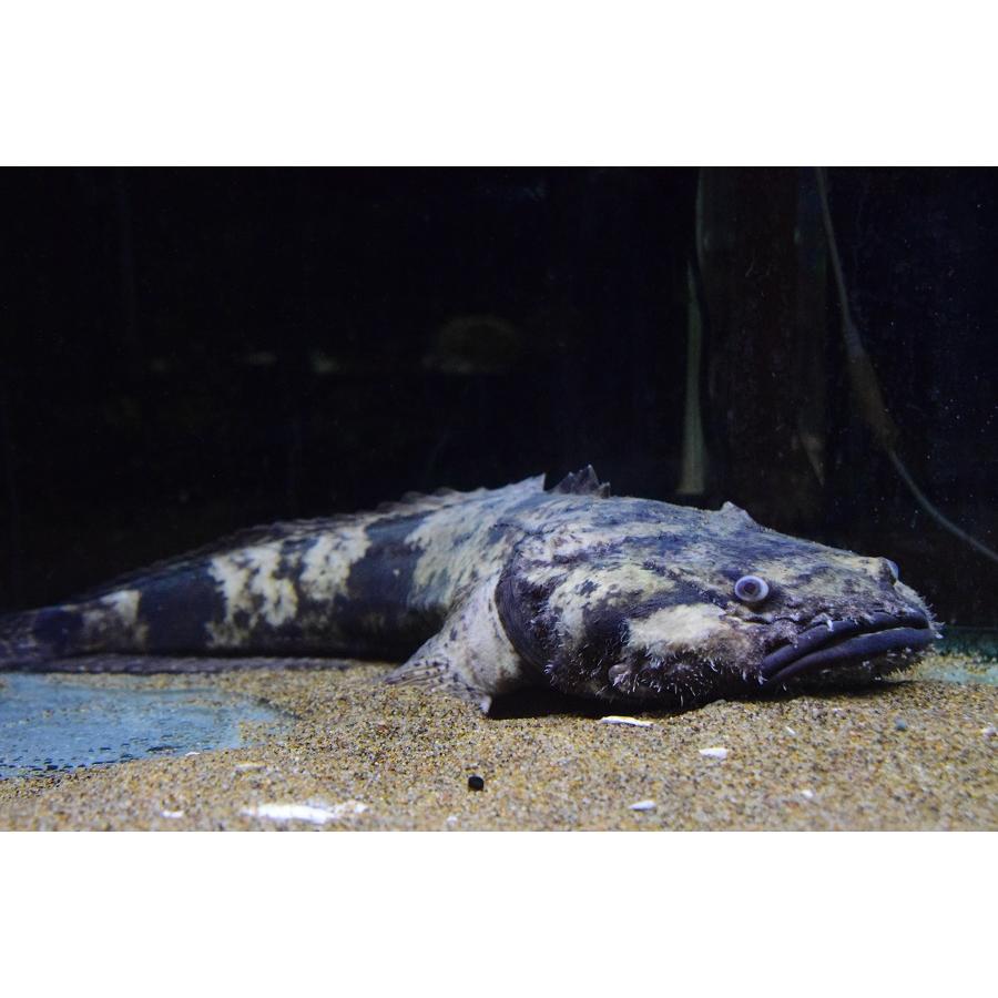 ブランド 南米淡水アンコウ　”ブラジル/グァマ川”　50cm 【EIM3190279241】(116220円)