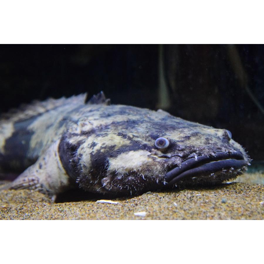 ブランド 南米淡水アンコウ　”ブラジル/グァマ川”　50cm 【EIM3190279241】(116220円)