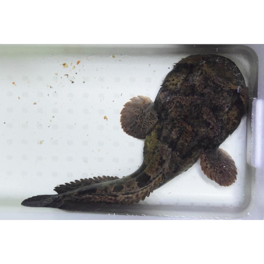 ブランド 南米淡水アンコウ　”ブラジル/グァマ川”　50cm 【EIM3190279241】(116220円)