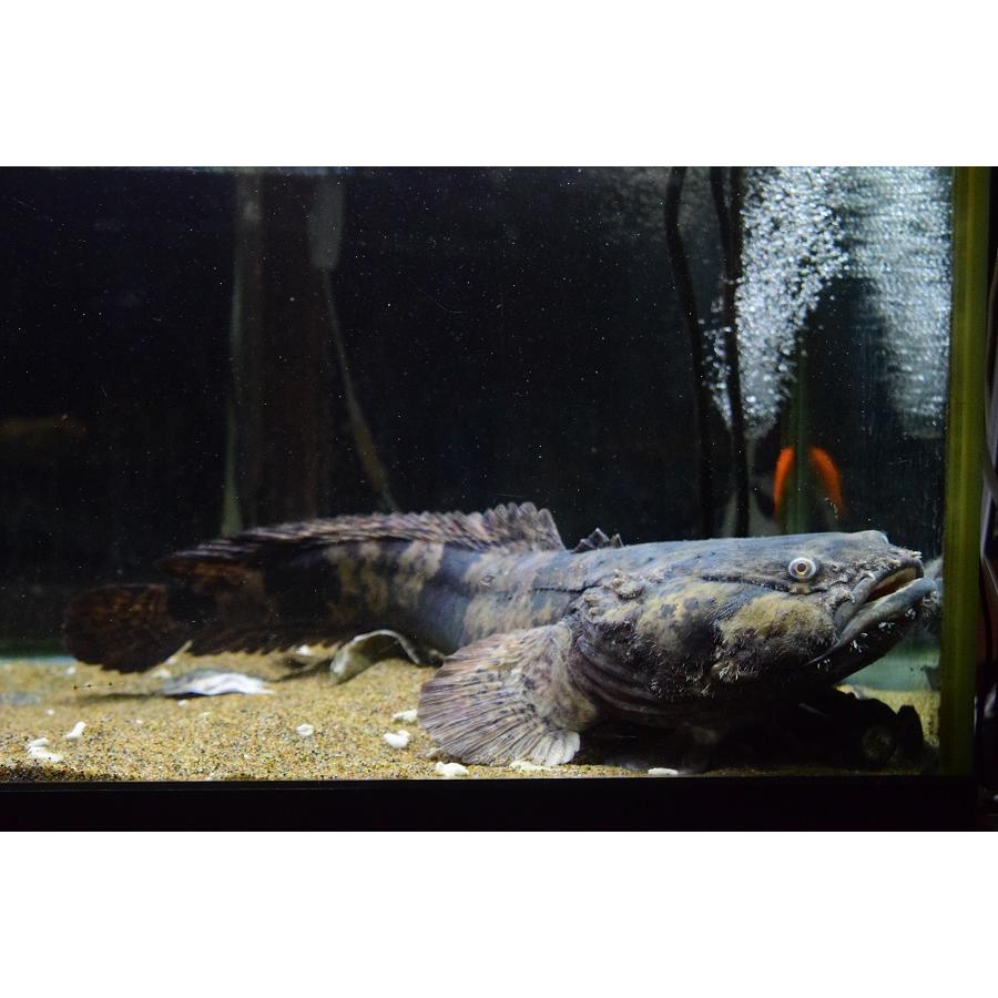 ブランド 南米淡水アンコウ　”ブラジル/グァマ川”　50cm 【EIM3190279241】(116220円)