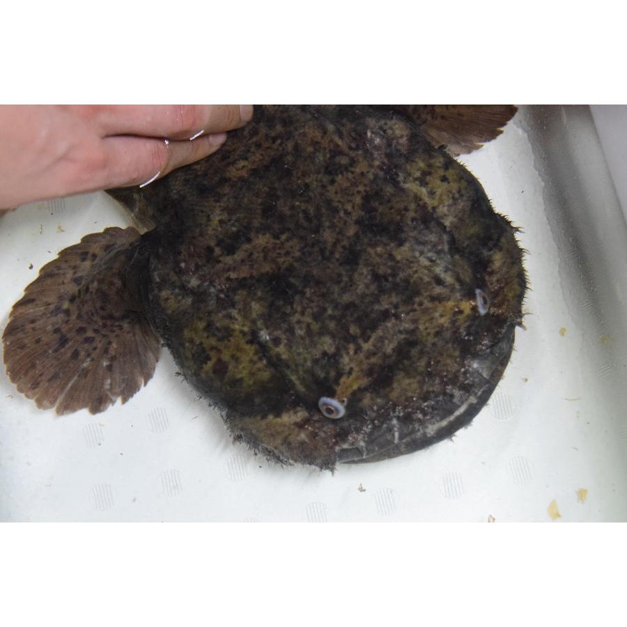 ブランド 南米淡水アンコウ　”ブラジル/グァマ川”　50cm 【EIM3190279241】(116220円)