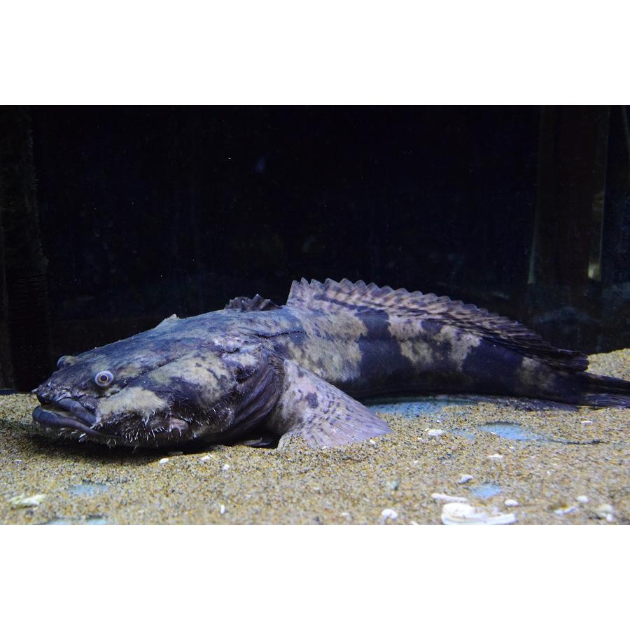 ブランド 南米淡水アンコウ　”ブラジル/グァマ川”　50cm 【EIM3190279241】(116220円)