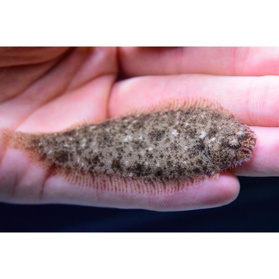 淡水カレイ パプアニューギニア 8cm Other112 World Rivers Net 通販 Yahoo ショッピング