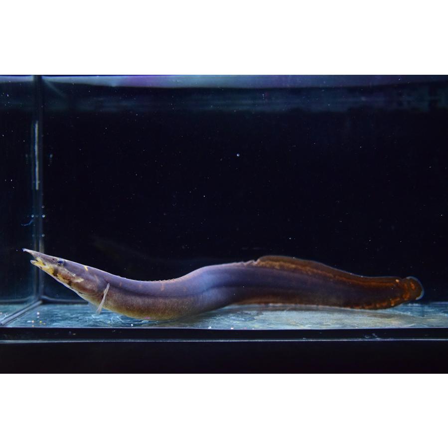 マスタセンベルス・ノトフタルムス ”インドネシア” 33cm : WORLD 