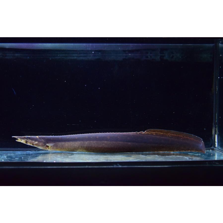マスタセンベルス・ノトフタルムス ”インドネシア” 33cmの画像