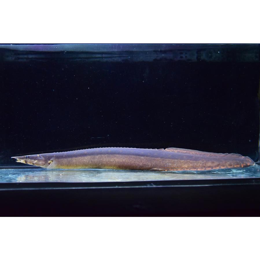 マスタセンベルス・ノトフタルムス ”インドネシア” 33cmの画像