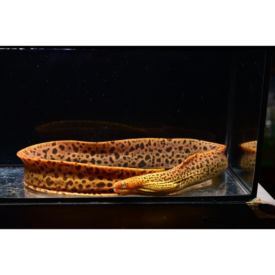 ヤマウツボ（レオパードモレイ） ”インドネシア” 68cm程の画像