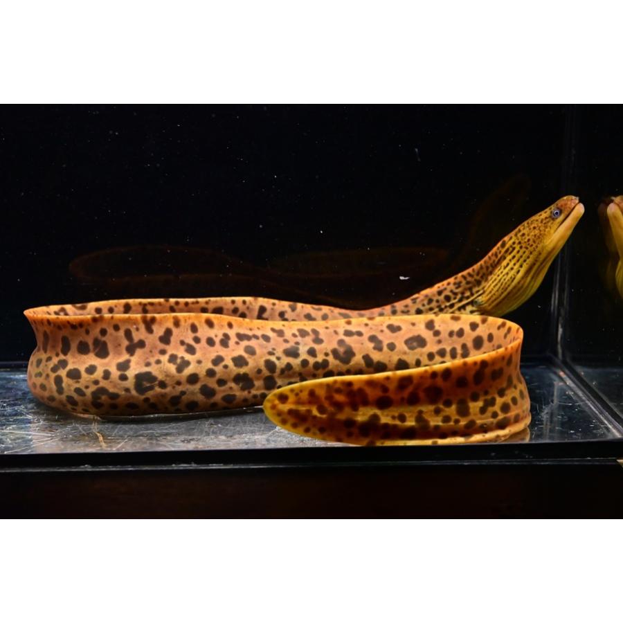 ヤマウツボ（レオパードモレイ） ”インドネシア” 68cm程の画像