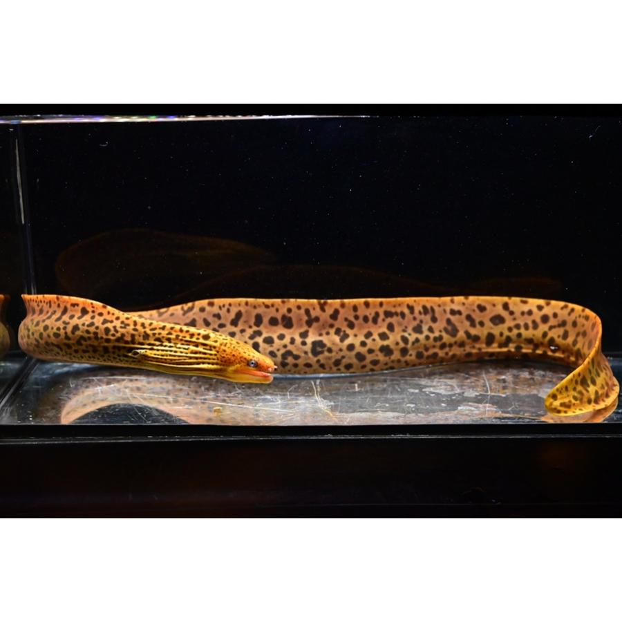 ヤマウツボ（レオパードモレイ） ”インドネシア” 68cm程の画像