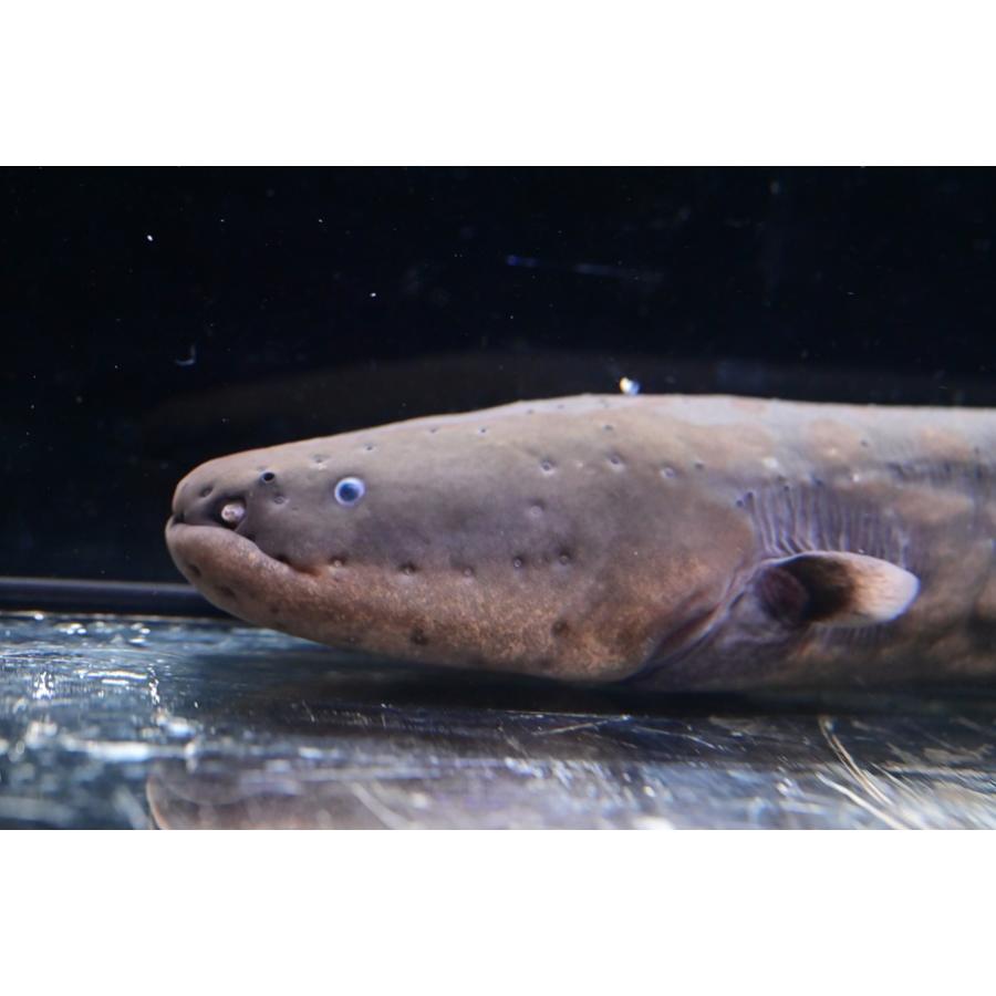 デンキウナギ ”ペルー” No.1 45-46cm : WORLD RIVERS net - 通販