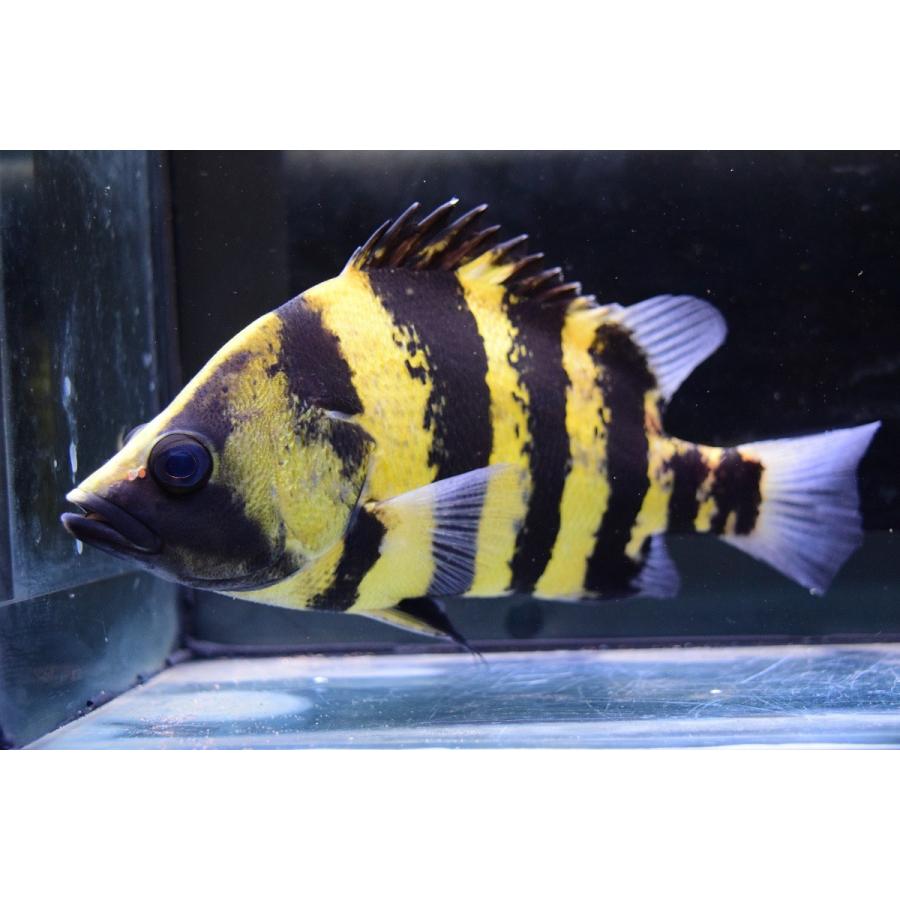 ニューギニアダトニオ　21-22cm 