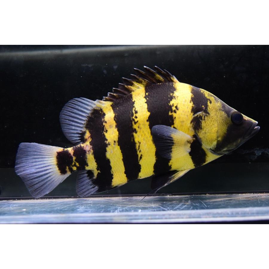 ニューギニアダトニオ　21-22cm 