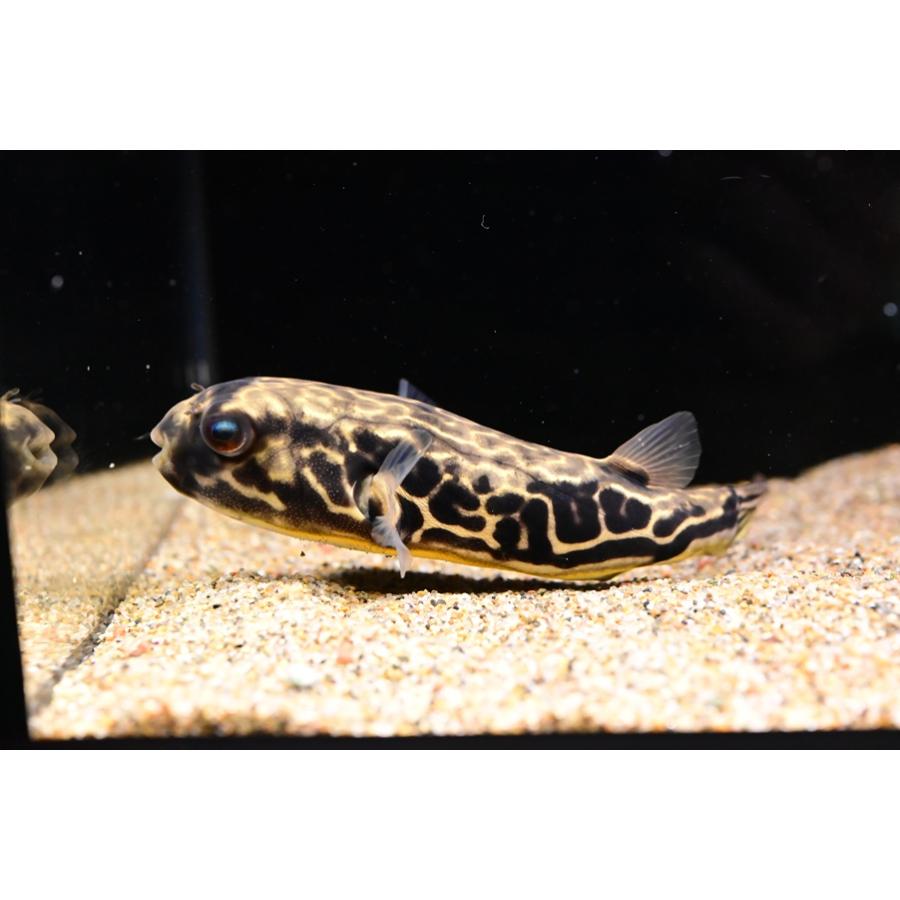 テトラオドン・ムブ ”コンゴ” 15cm : WORLD RIVERS net - 通販 - Yahoo 