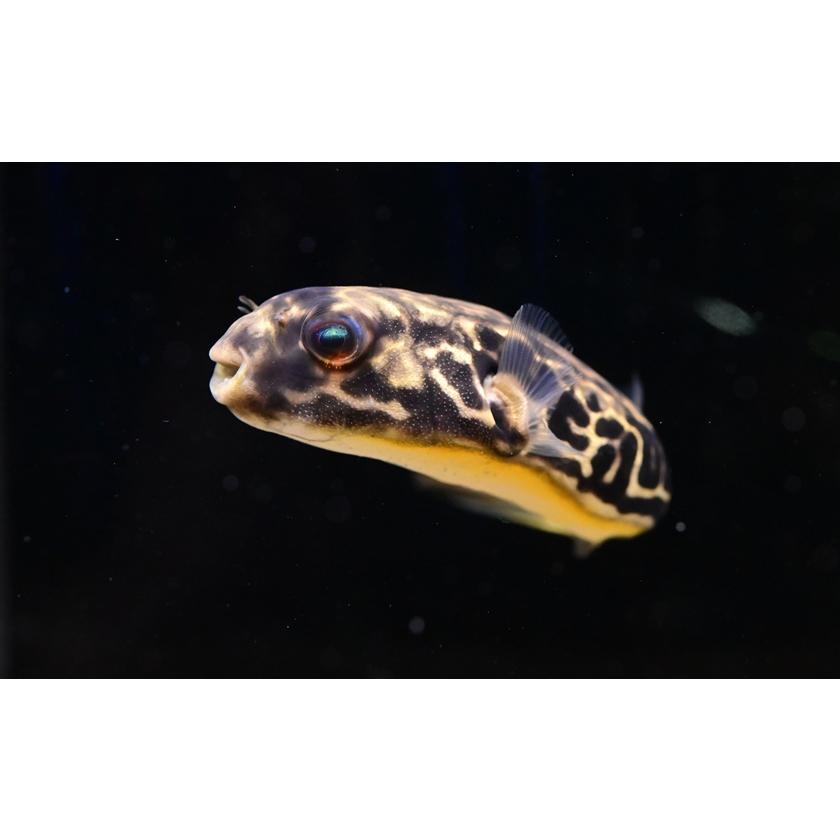 テトラオドン・ムブ ”コンゴ” 15cmの画像