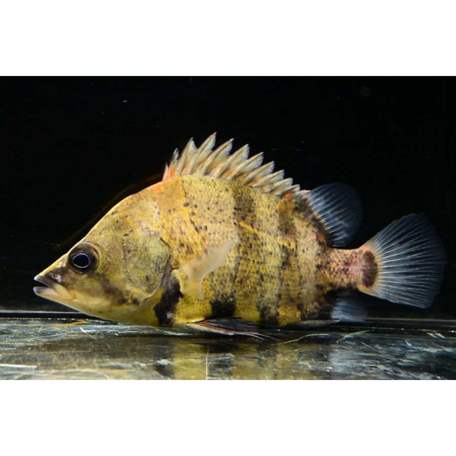 ニューギニアダトニオ 10-12cm : WORLD RIVERS net - 通販 - Yahoo 