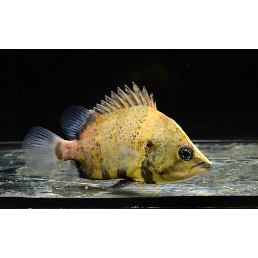 ニューギニアダトニオ 10-12cm : WORLD RIVERS net - 通販 - Yahoo 