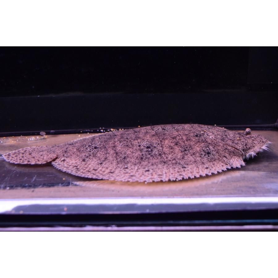 南米淡水カレイ ペルー B個体 17cm Other13 World Rivers Net 通販 Yahoo ショッピング