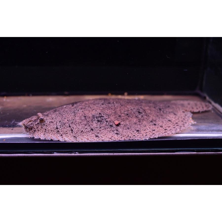 南米淡水カレイ ペルー B個体 17cm Other13 World Rivers Net 通販 Yahoo ショッピング