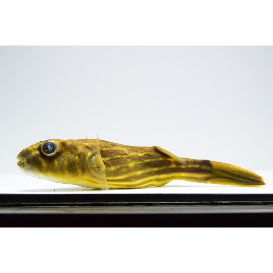 テトラオドン・リネアータス(ファハカ)　”ナイジェリア”　19-20cm 