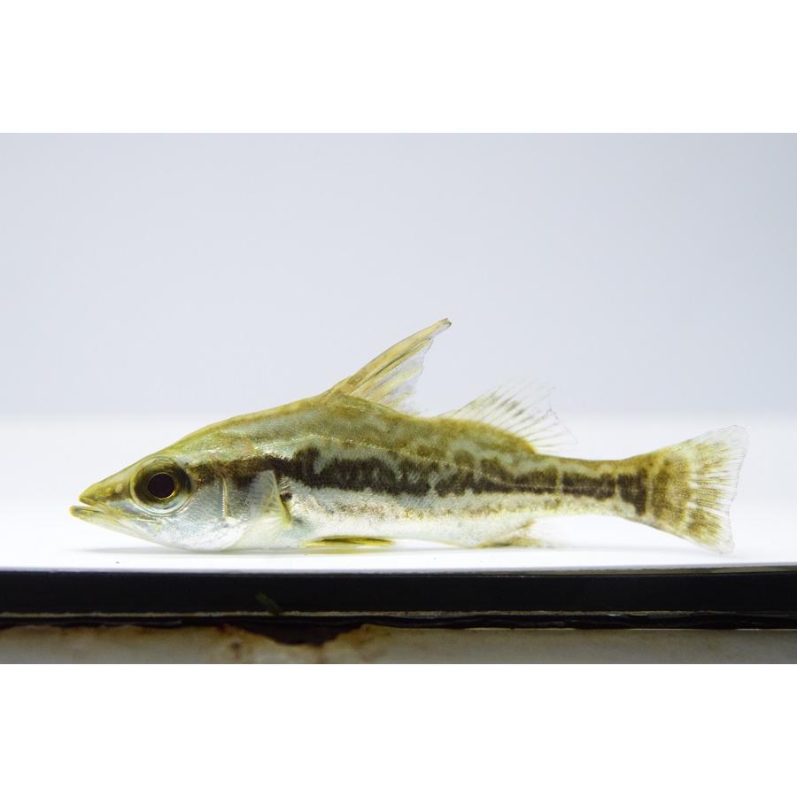 クイーンナイルパーチ　”タンザニア便”　10cm 