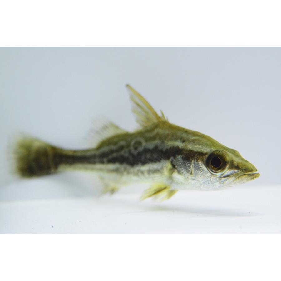 クイーンナイルパーチ　”タンザニア便”　10cm 