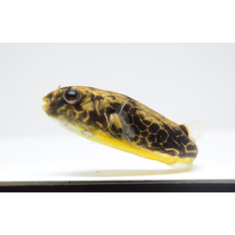 テトラオドン・ムブ　”コンゴ”　11-12cm 