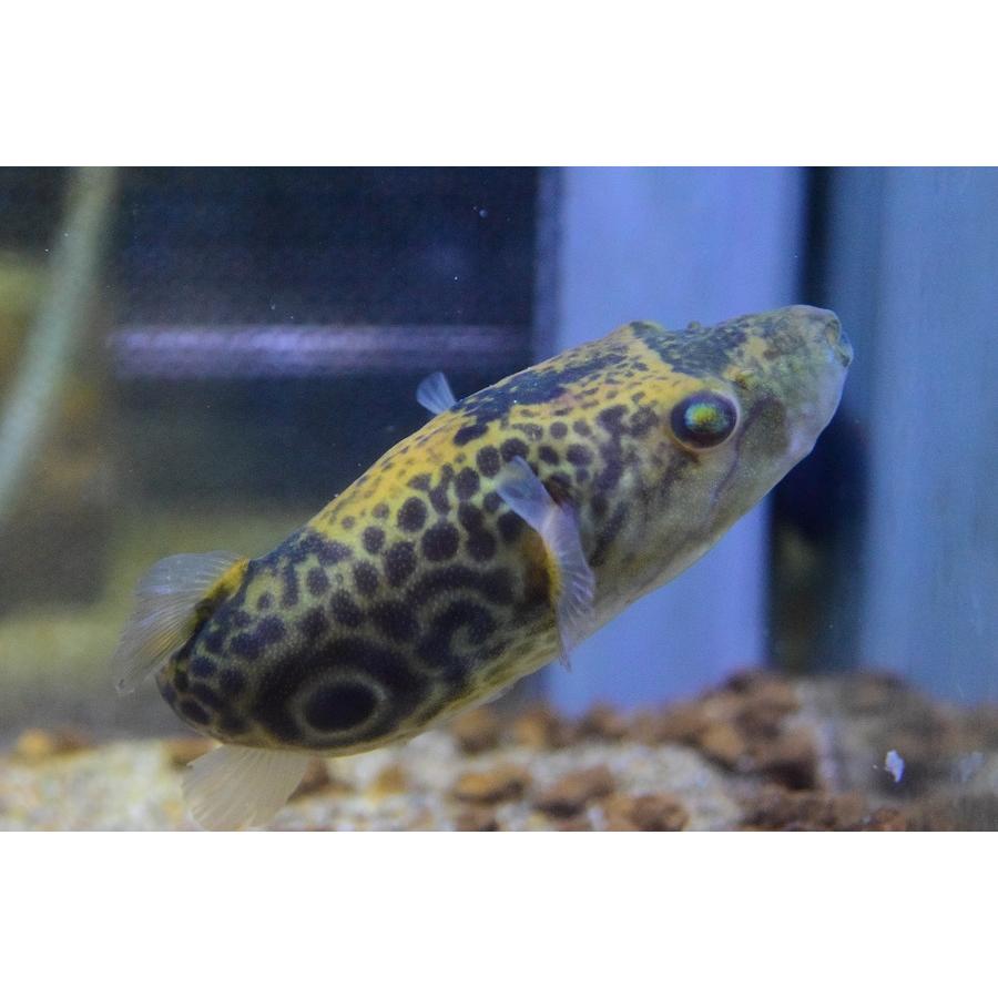 パオ・バルバータス　12cm 