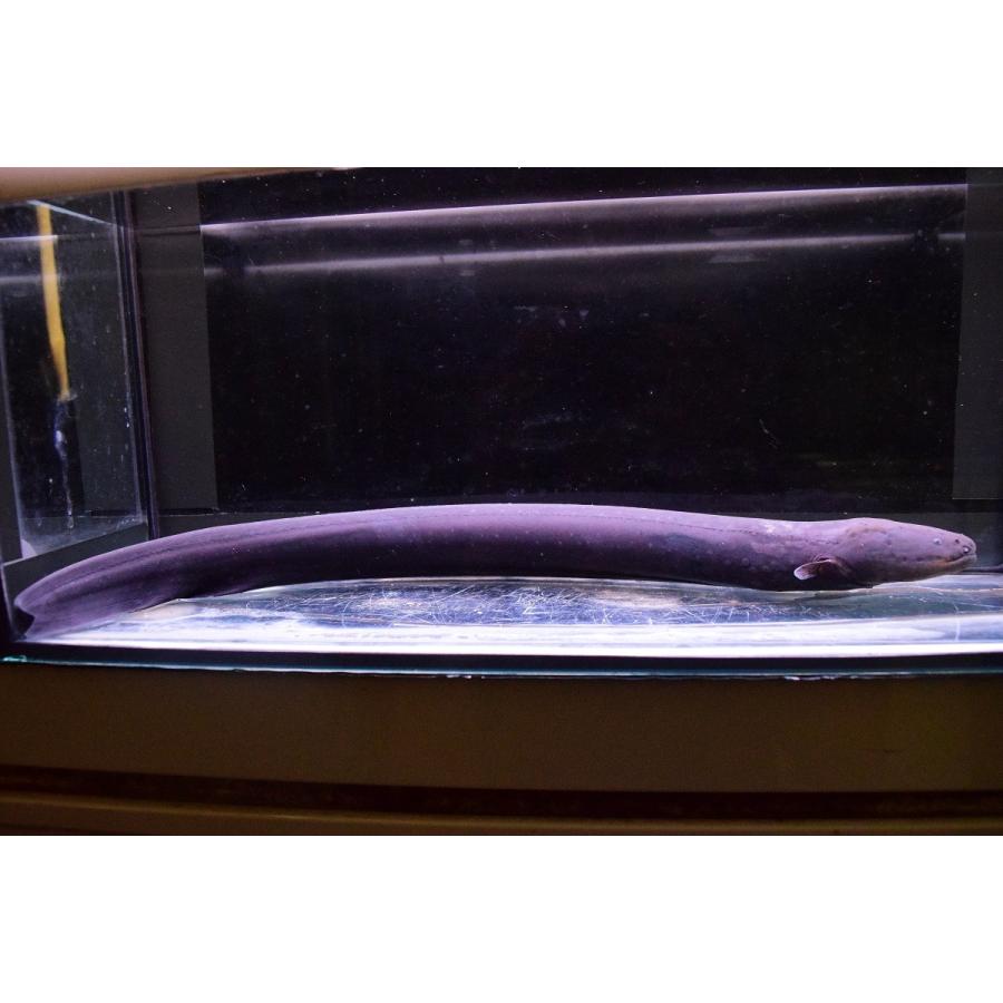 デンキウナギ　”ペルー”　43cm